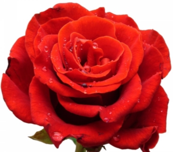 Красные розы на белом фоне картинки красивые (156 фото) » ФОНОВАЯ ГАЛЕРЕЯ  КАТЕРИНЫ АСКВИТ